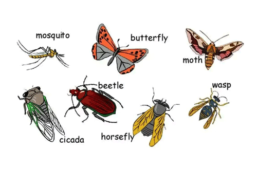 คำศัพท์ชื่อแมลงภาษาอังกฤษ group 1