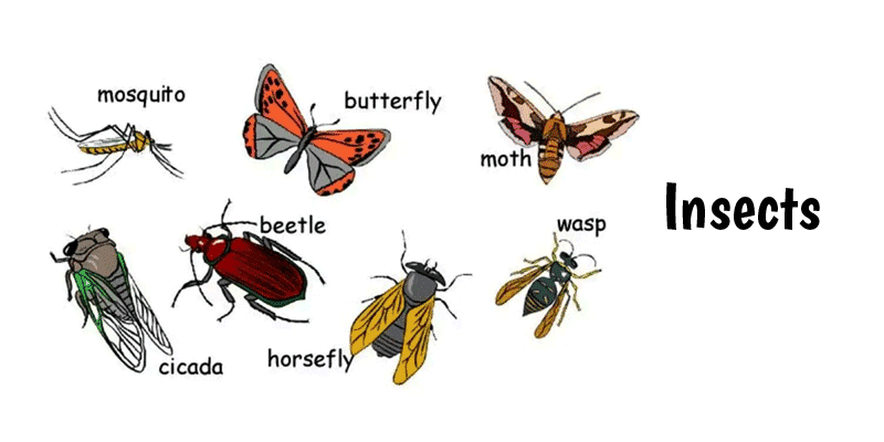 insects คำศัพท์แมลงในภาษาอังกฤษ